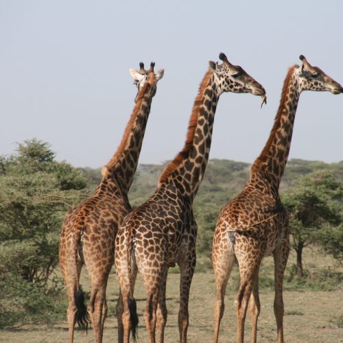 girafles-kenya-voyage